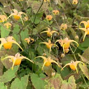 Epimedium x Amber Queen