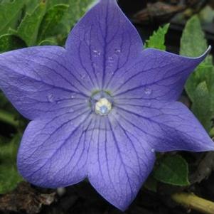 Platycodon grandiflorus Sentimental Blue