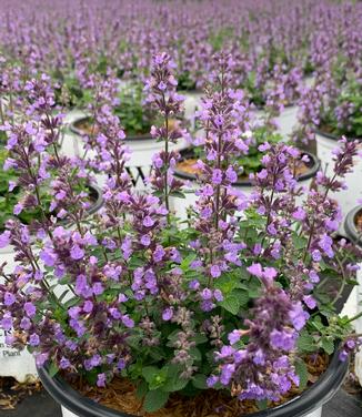 Nepeta x 'Cat's Pajamas' - Catmint from Pleasant Run Nursery