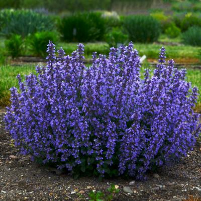 Nepeta Cat's Pajamas (Photo: Walters Gardens, Inc)