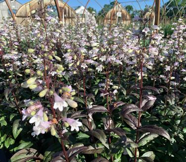 Penstemon digitalis 'Onyx and Pearls' - Beardtongue from Pleasant Run Nursery