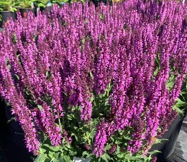 Salvia nemerosa 'Bumbleberry' - Meadow Sage from Pleasant Run Nursery