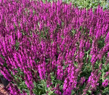 Salvia nemorosa 'Bumbleberry' - Meadow Sage from Pleasant Run Nursery