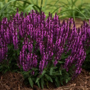 Salvia nemorosa Bumbleberry (Photo: Walters Gardens, Inc)