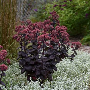 Sedum x Night Embers (Photo: Walters Gardens, Inc)