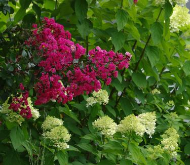 Lagerstroemia x Pink Velour