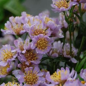 Aster tataricus Jin-dai