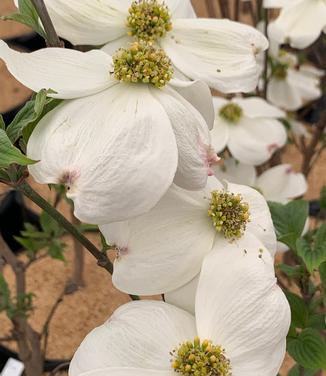 Cornus florida 'Cloud 9' - Flowering Dogwood from Pleasant Run Nursery