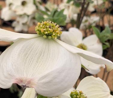 Cornus florida 'Cloud 9' - Flowering Dogwood from Pleasant Run Nursery