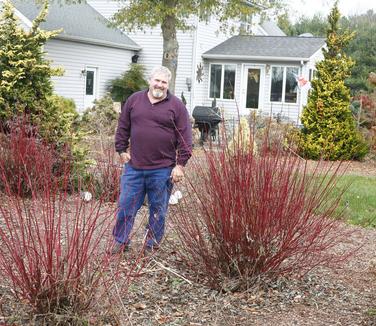 Cornus sericea Arctic Fire? 'Red' (Photo: Proven Winners)