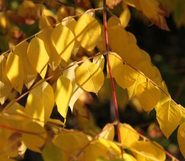 Gymnocladus dioicus Espresso (Photo J. Frank Schmidt & Son)