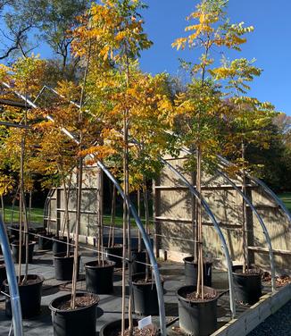 Gymnocladus dioicus 'Espresso™' - Kentucky Coffeetree from Pleasant Run Nursery