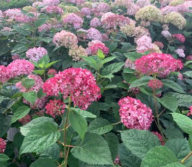 Hydrangea arborescens Invincibelle Garnetta� (Front) & Blush (Rear)