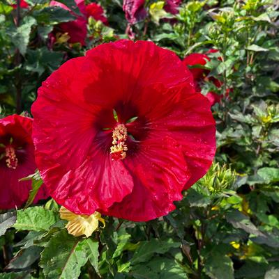 Hibiscus x Summerific® 'Valentine's Crush'