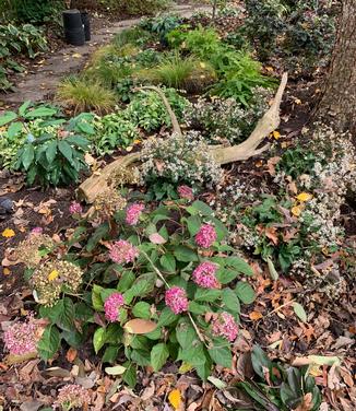 Hydrangea arborescens 'Invincibelle Garnetta�' - Smooth Hydrangea from Pleasant Run Nursery