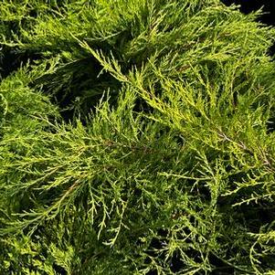 Juniperus conferta All Gold