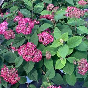 Hydrangea arborescens Invincibelle® Ruby