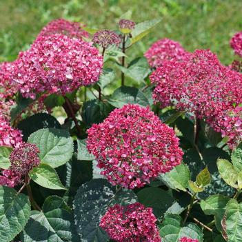 Hydrangea arborescens Invincibelle Garnetta - Smooth Hydrangea (Photo: Proven Winners)