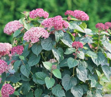 Hydrangea arborescens Invincibelle Garnetta (Photo:Proven Winners)