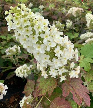 Hydrangea quercifolia 'Snowcicle' - Oakleaf Hydrangea from Pleasant Run Nursery