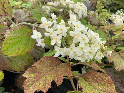 Hydrangea quercifolia 'Snowcicle'