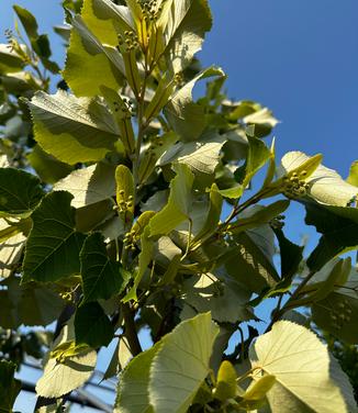 Tilia tomentosa 'Green Mountain' - Silver Linden from Pleasant Run Nursery