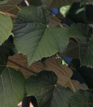 Tilia tomentosa Green Mountain (Photo J. Frank Schmidt & Son)