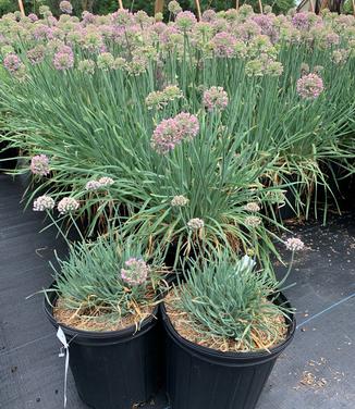 Allium senescens 'Blue Eddy' in front of Medusa