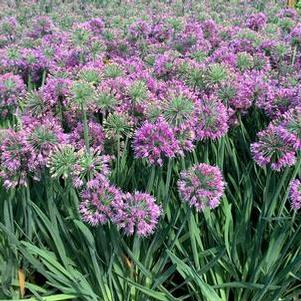 Allium x Lavender Bubbles