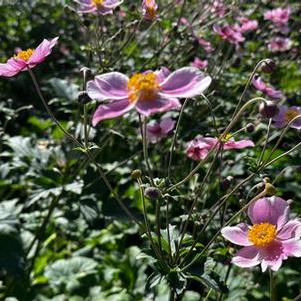 Anemone tomentosa Robustissima