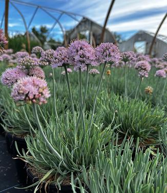 Allium senescens 'Blue Eddy' - Spiral Onion - German Garlic from Pleasant Run Nursery