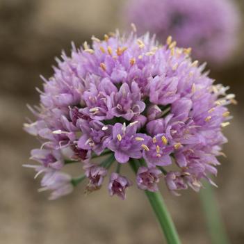 Allium senescens Blue Eddy (Photo: Walters Gardens, Inc)