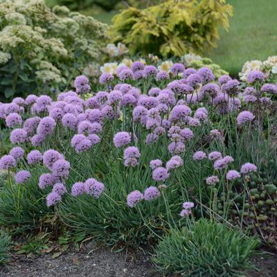 Allium senescens Blue Eddy (Photo: Walters Gardens, Inc)