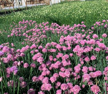 Allium schoenoprasum 'Forescate' - Chives from Pleasant Run Nursery