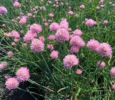 Allium schoenoprasum 'Forescate' - Chives from Pleasant Run Nursery