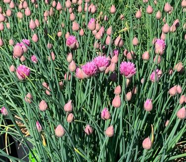 Allium schoenoprasum 'Forescate' - Chives from Pleasant Run Nursery