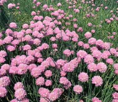 Allium schoenoprasum 'Forescate' - Chives from Pleasant Run Nursery