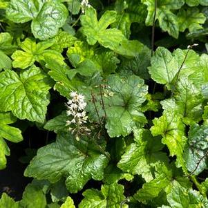 Tiarella cordifolia 