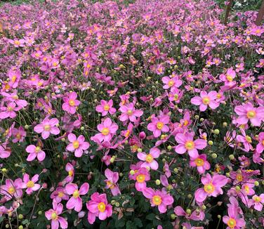 Anemone x hybrida Fantasy™ 'Jasmine' - Windflower from Pleasant Run Nursery