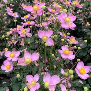 Anemone x hybrida Fantasy™ 'Cinderella'