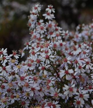 Aster cordifolius 'Avondale'