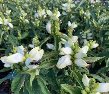 Chelone glabra 'Black Ace' - Turtlehead from Pleasant Run Nursery