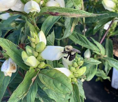 Chelone glabra 'Black Ace' - Turtlehead from Pleasant Run Nursery