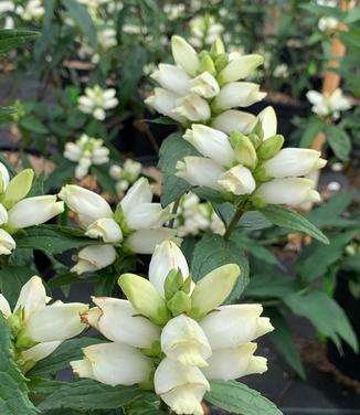 Chelone glabra 'Black Ace' - Turtlehead from Pleasant Run Nursery