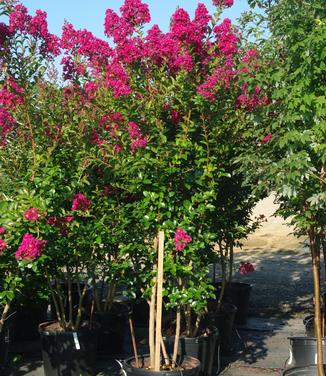 Lagerstroemia x Tonto