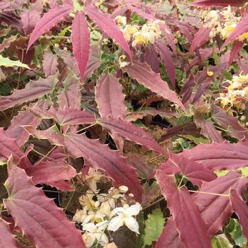 Epimedium wushanense Sandy Claws (Photo: Walters Gardens, Inc)