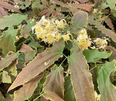 Epimedium wushanense 'Sandy Claws' - Barrenwort from Pleasant Run Nursery