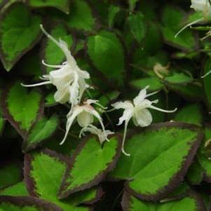 Epimedium grandiflorum var. higoense Bandit