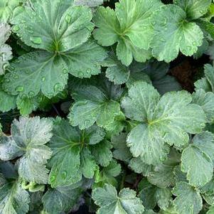 Geum fragarioides 