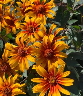 Heliopsis helianthoides var. scabra 'Burning Hearts' - Smooth Oxeye from Pleasant Run Nursery